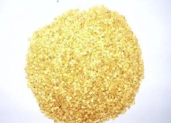 食用须知|辣椒种子怎么吃法