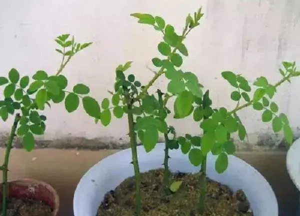 植物扦插|玫瑰花插枝能活吗