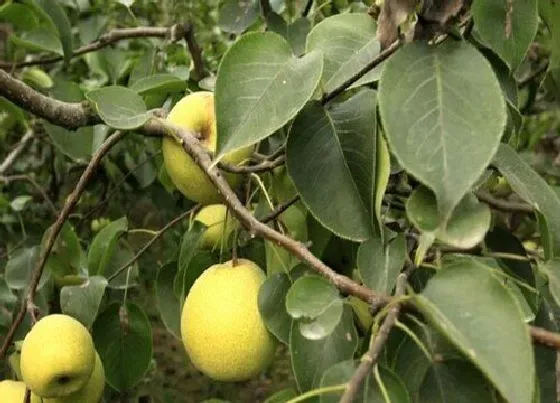 种植位置|梨树可以种在院子里吗