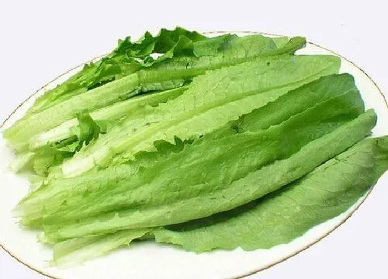 植物排行|油麦菜哪个品种好