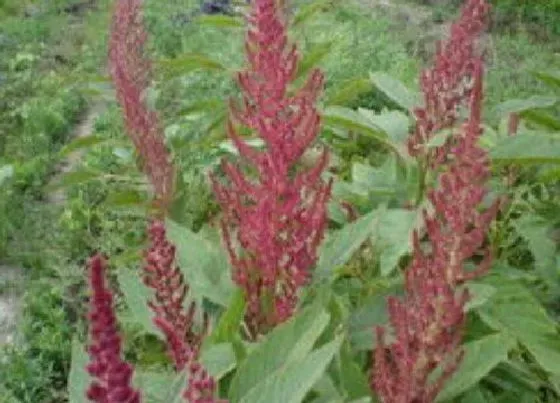 植物百科|雪樱子在农村叫什么