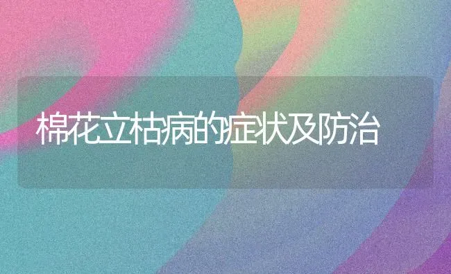 棉花立枯病的症状及防治 | 粮油作物种植