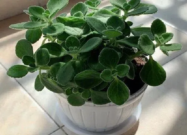 植物扦插|碰碰香可以扦插吗