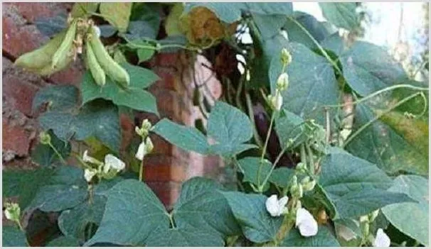 扁豆种植施肥提产方法介绍 | 农业技术