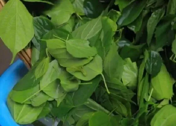 植物百科|绿豆腐是什么植物类别