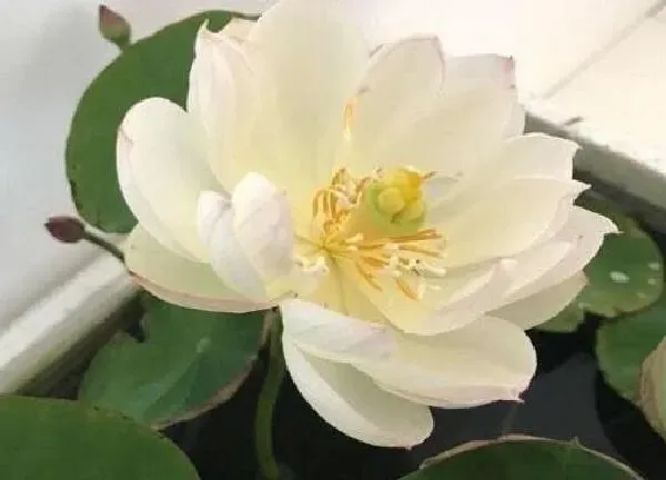 养殖科普|荷花怕太阳晒吗