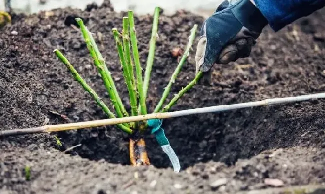 种植管理|刚买的月季苗怎么种植，网上新买的盆栽月季怎么栽种）