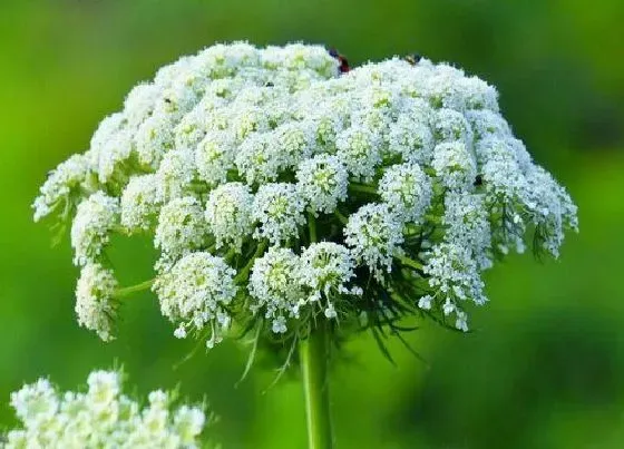 植物百科|胡萝卜会开花吗 开花是什么样的