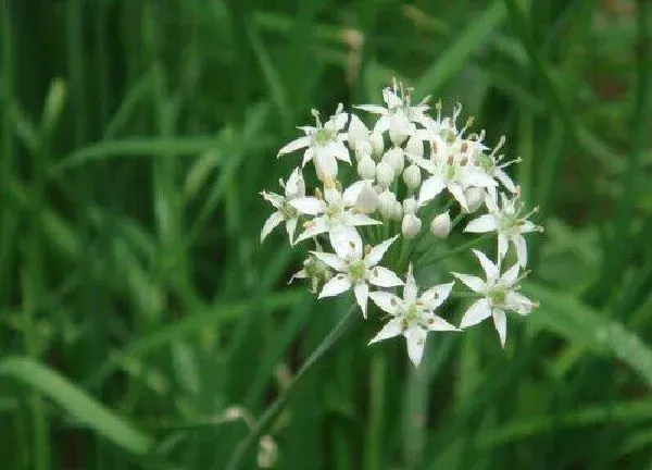 养殖科普|韭菜喜阴还是喜阳光的植物