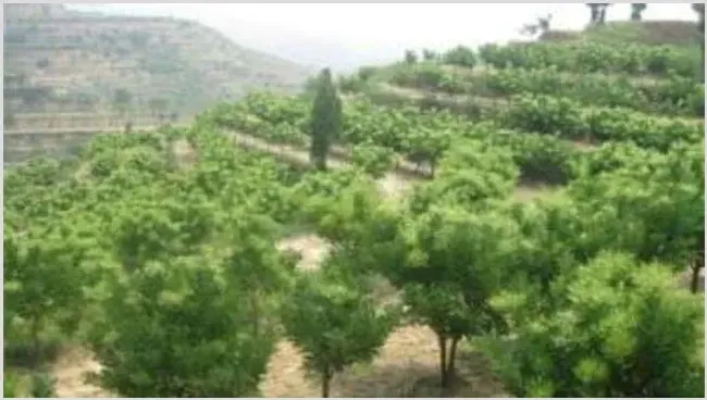 槐米种植技术 | 养殖技术