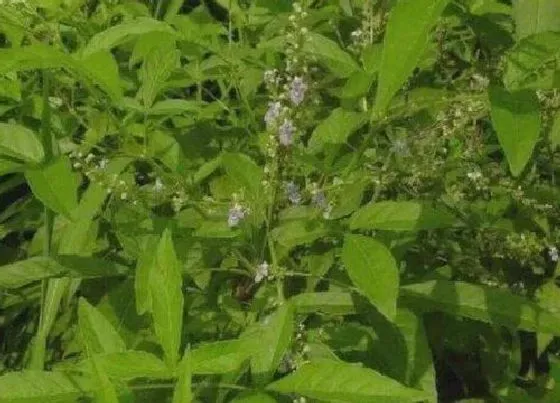 植物百科|荆草是什么植物