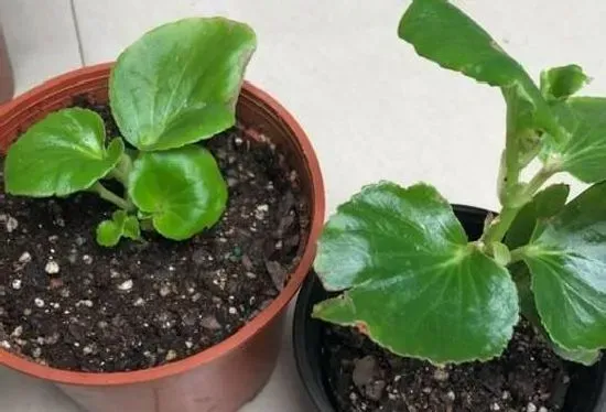 植物繁殖|四季海棠繁殖方法和注意事项，懒人扦插四季海棠方法）