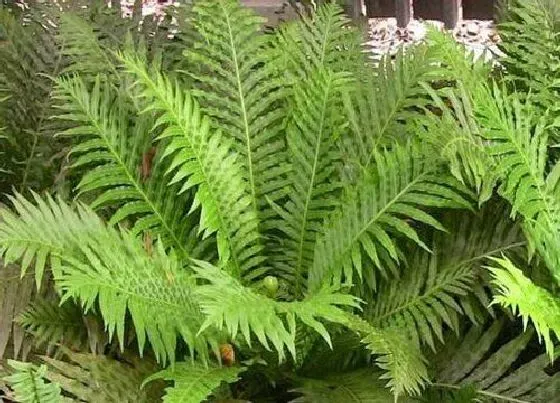 植物排行|南方阴生植物有哪些