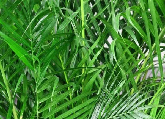 植物施肥|散尾葵施肥用什么肥料长得快 用尿素和复合肥长得好