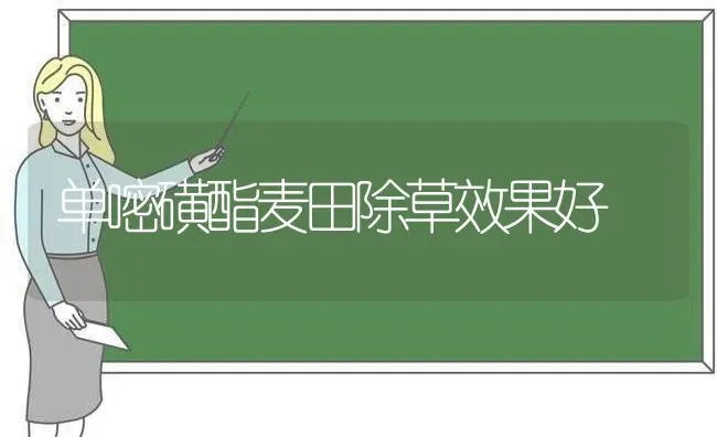 单嘧磺酯麦田除草效果好 | 瓜果种植
