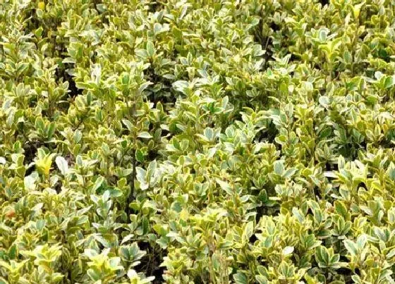 冬天植物|金边黄杨耐寒吗