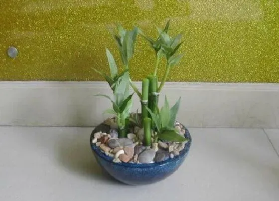 植物种类|五行属木的植物盆栽有哪些