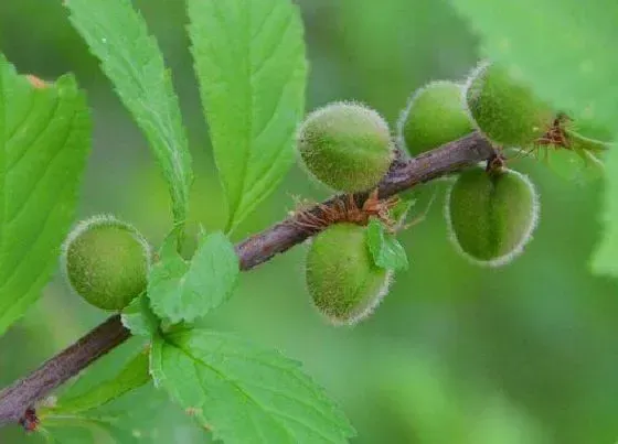 种植位置|榆叶梅可以种在院子里吗