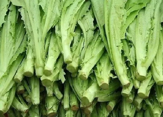 植物排行|油麦菜哪个品种好