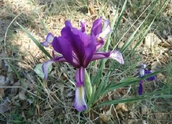 种植管理|马兰花什么季节种植合适