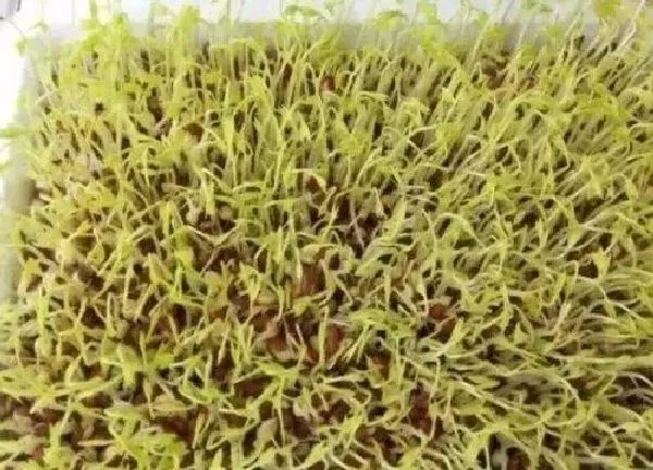 植物发芽|红豆发芽的过程