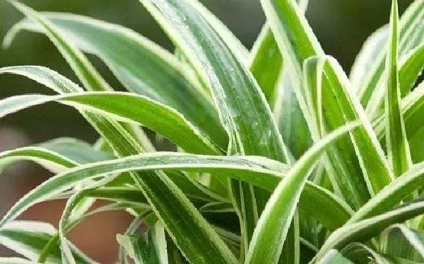 植物浇水|吊兰浇水要浇透吗 浇水浇多少合适