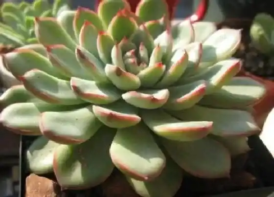 植物毒性|花月夜有毒吗 可以放在室内养吗