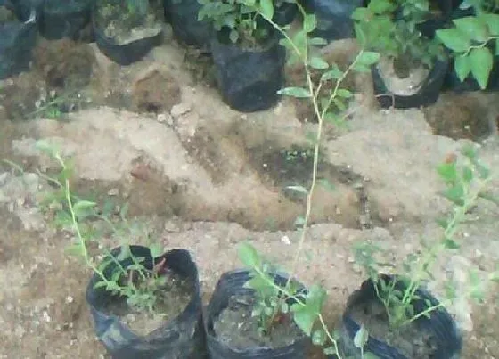 植物排行|蓝莓苗什么品种最好