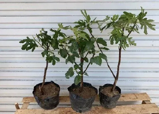 种植位置|家里可以种无花果树吗