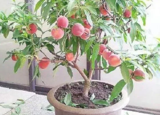 植物修剪|桃树怎么修剪方法