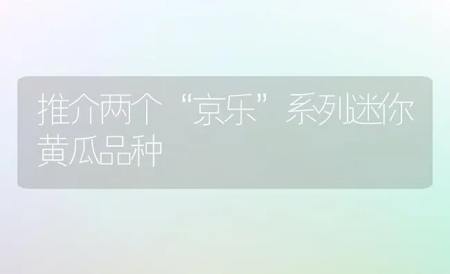 推介两个“京乐”系列迷你黄瓜品种 | 蔬菜种植