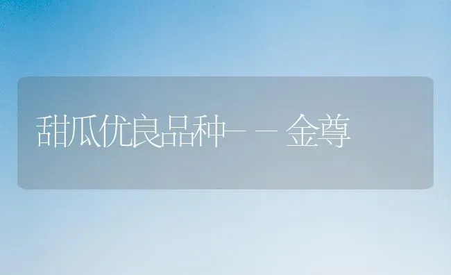 甜瓜优良品种--金尊 | 瓜果种植