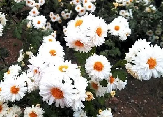 植物文学|菊花的生长过程 从幼苗到开花的四个阶段变化