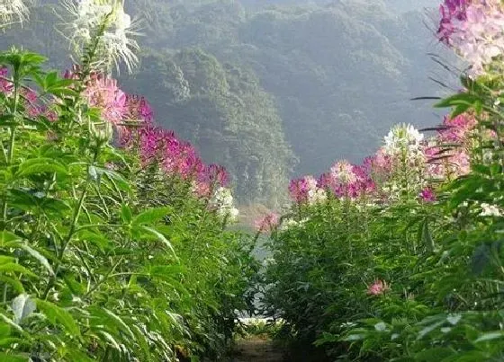 种植育种|醉蝶花种子的种植方法