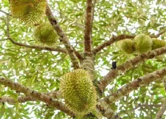 植物百科|榴莲是树吗 长什么样子（图片）