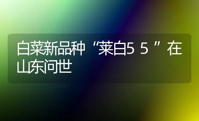 白菜新品种“莱白55”在山东问世 | 蔬菜种植