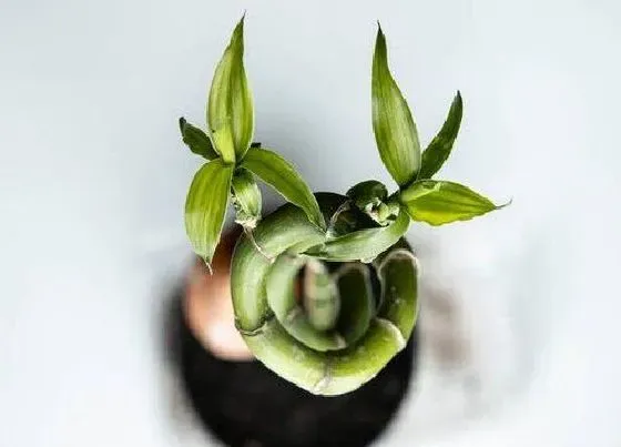 植物寓意|富贵竹的寓意和象征风水