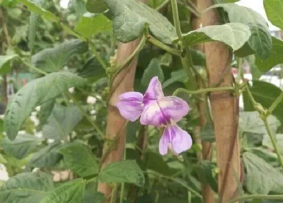 种植管理|无架豆角几月份种植合适