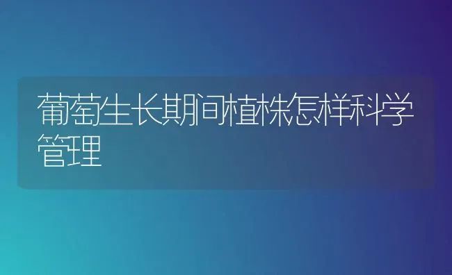 葡萄生长期间植株怎样科学管理 | 瓜果种植