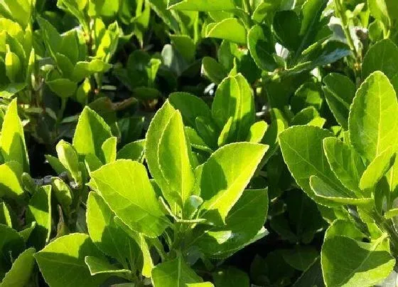 植物种类|灌木是草本还是木本植物