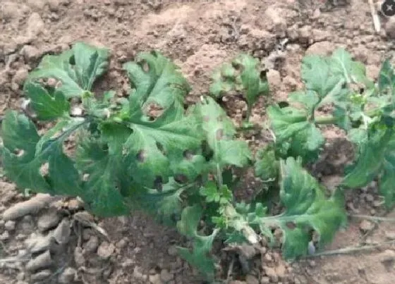 植物虫害|家庭养花病虫害防治方法