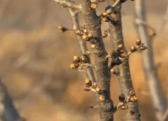 植物嫁接|樱桃树什么时候嫁接成活率高