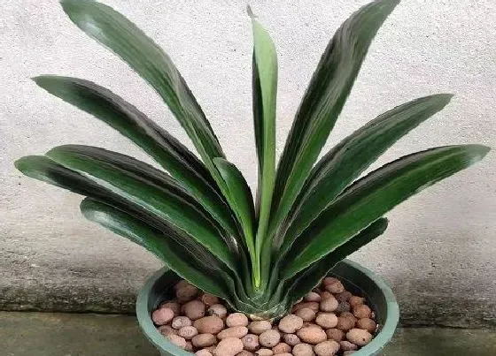 植物百科|君子兰能活多少年 一般寿命是多长时间