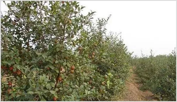 油茶树什么时候环割比较好？油茶树环割的作用和好处是什么？ | 农业科普