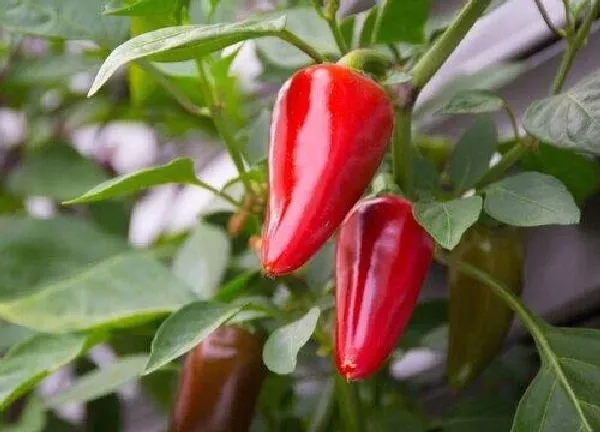植物浇水|牛奶可以浇辣椒吗 牛奶浇辣椒的正确方法