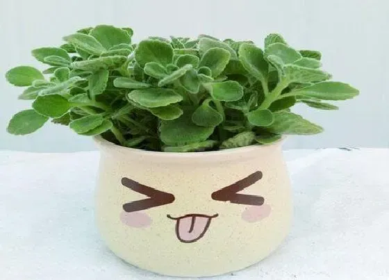 绿植|属猪的适合养什么植物旺财（生肖猪种什么植物旺自己财运）