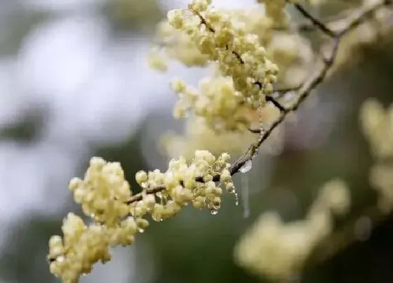 植物百科|胡椒花又叫什么花