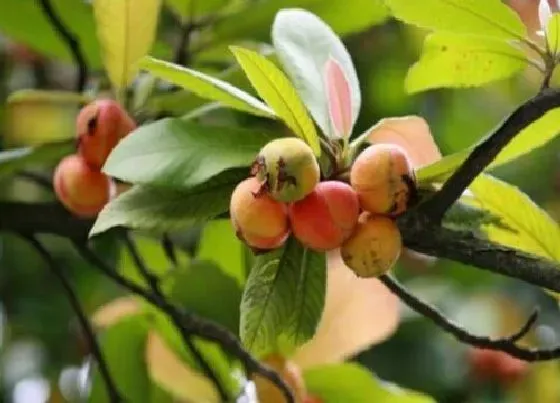 植物产地|枇杷原产地在哪里