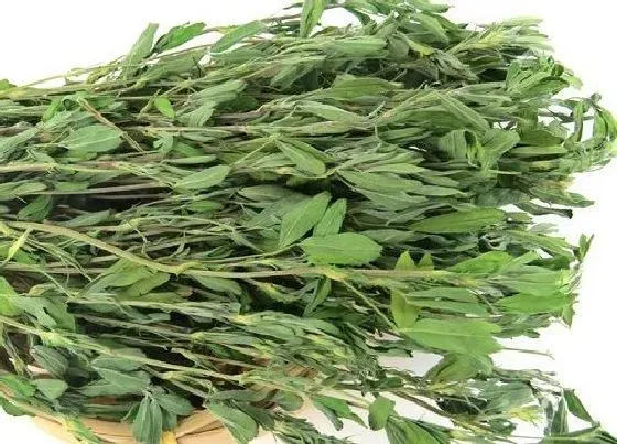 植物百科|苜蓿菜又叫什么名字