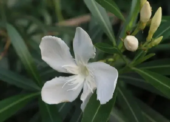 植物排行|夹竹桃科植物有哪些